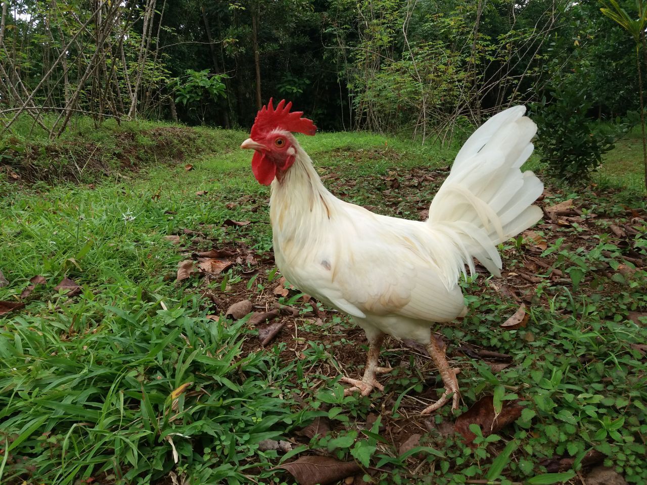 Пока я делал заказ стройматериалов, к нашему дому прибился очередной добровольный домашний питомец и нарушил все планы строительства