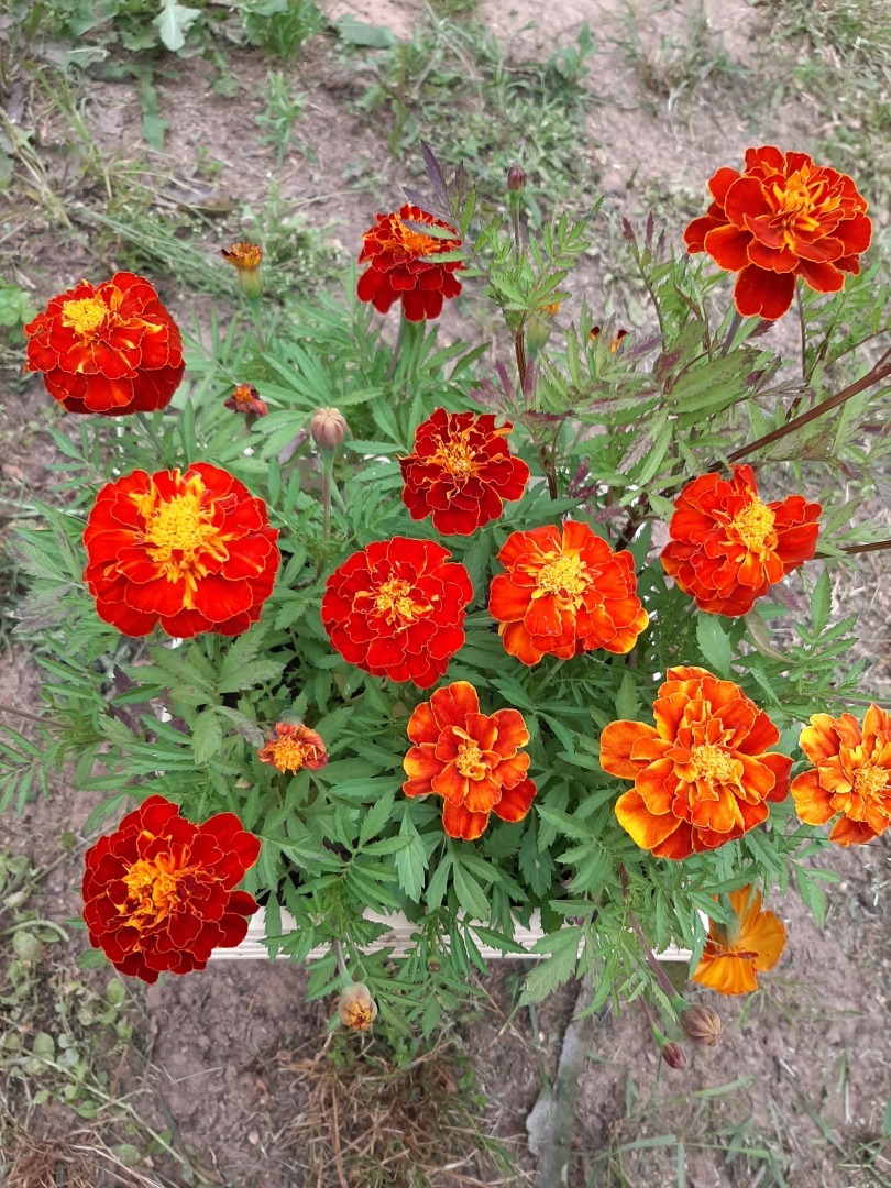 Мои деревенские цветы этого лета: что удалось вырастить на своем земельном участке. Личный опыт выращивания