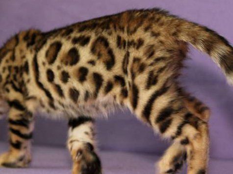 В России начали наказывать за слишком громкие машины и мотоциклы