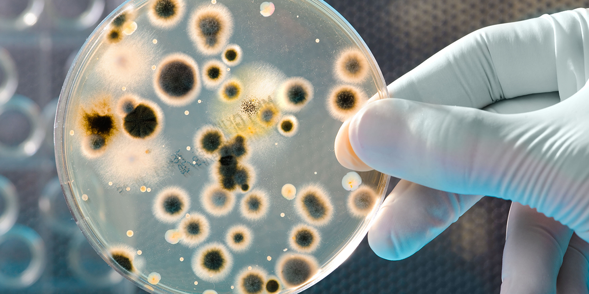 "От Древности до Будущего: Роль Грибов в Нашем Мире"