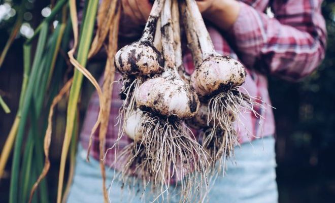 5 признаков, чтобы приступить к уборке лука и чеснока