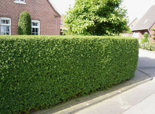 Живая изгородь:не просто забор, а произведение искусства