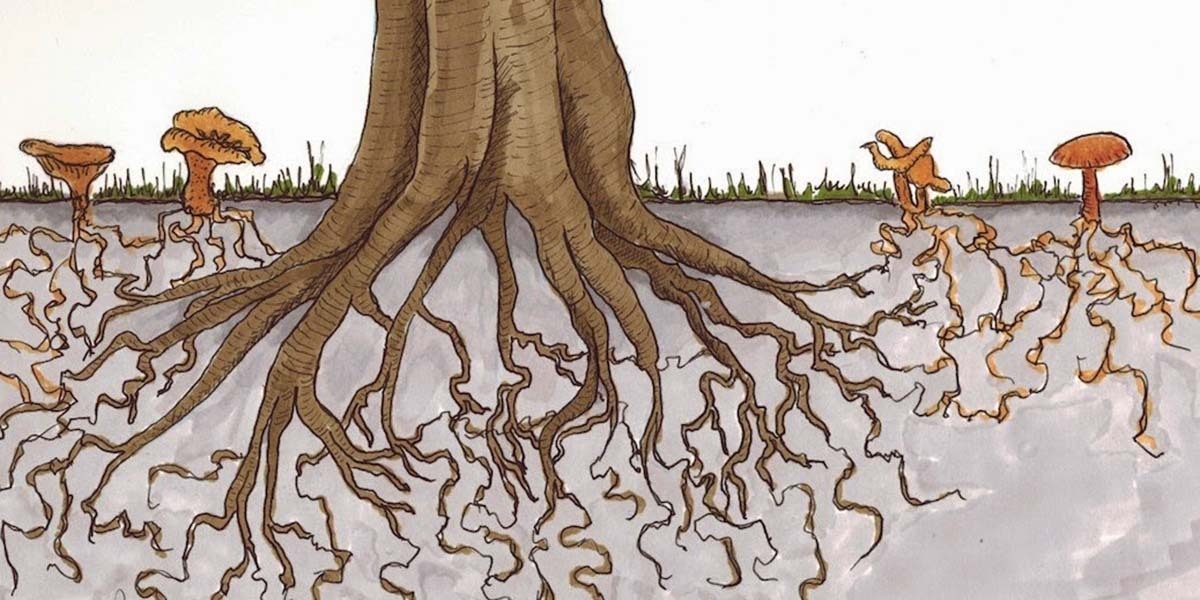 "От Древности до Будущего: Роль Грибов в Нашем Мире"