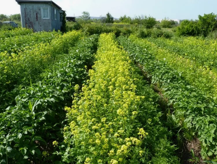 Сидерация: обильный урожай без лишних забот