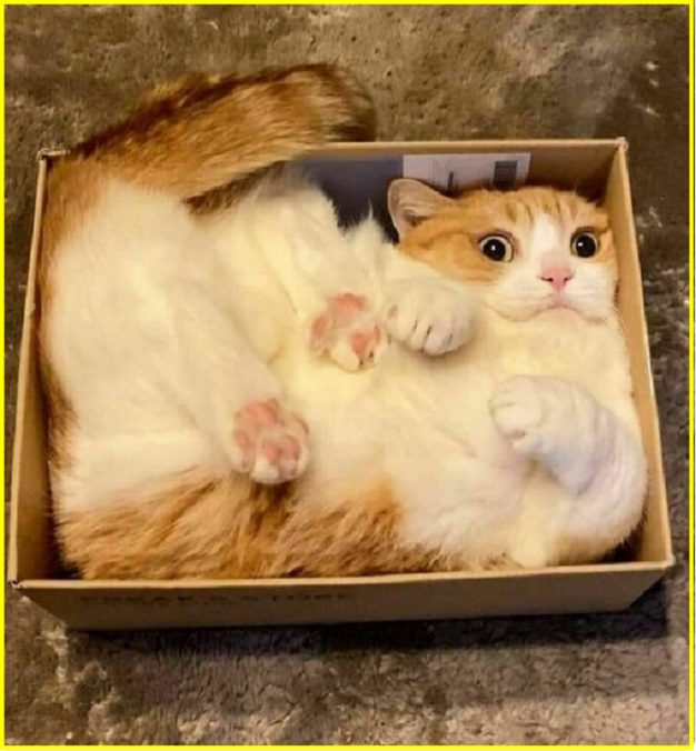 ✔️Котопозитивчик в Самый Важный День🤗