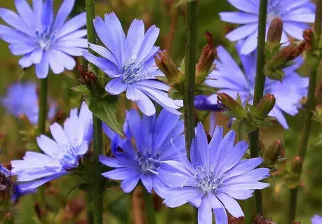 Цикорий: в чем польза и в каком виде его употребляют