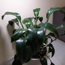 Nika, г. Новосибирск