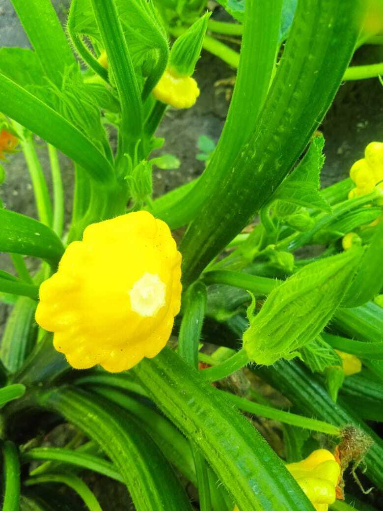 "Мал золотник, да дорог": самые вкусные мини овощи на моей дачной грядке.