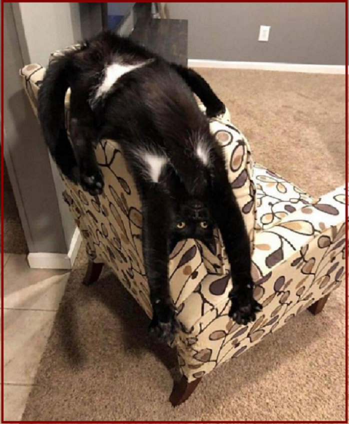 ✔️Котопозитивчик в Самый Важный День🤗