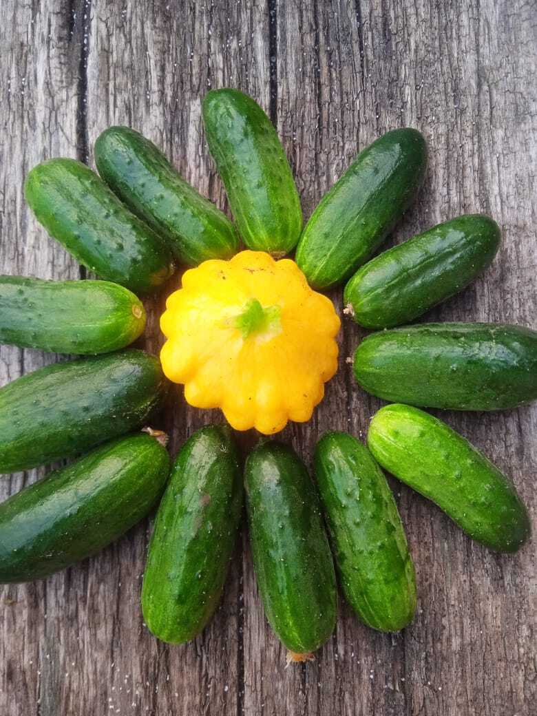 "Мал золотник, да дорог": самые вкусные мини овощи на моей дачной грядке.