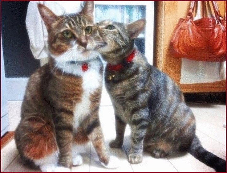 ✔️Котопозитивчик в Самый Важный День🤗