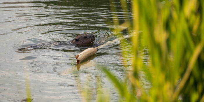 Зачем бобры строят плотины?