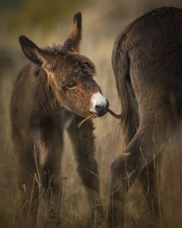 Забавные Мамины хвостики
