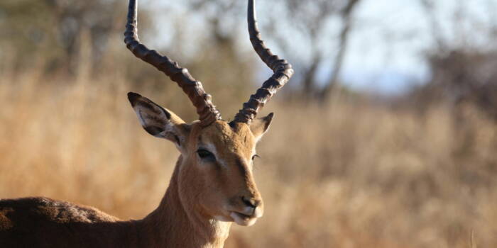В чем разница между антилопой, газелью и импалой?