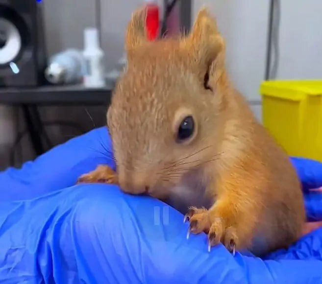 История спасения: Кот принес хозяевам в зубах истощенного маленького бельчонка, который выпал из гнезда. Выходили его в Южном парке "Малинки"