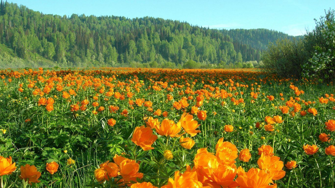 Лирика понедельника