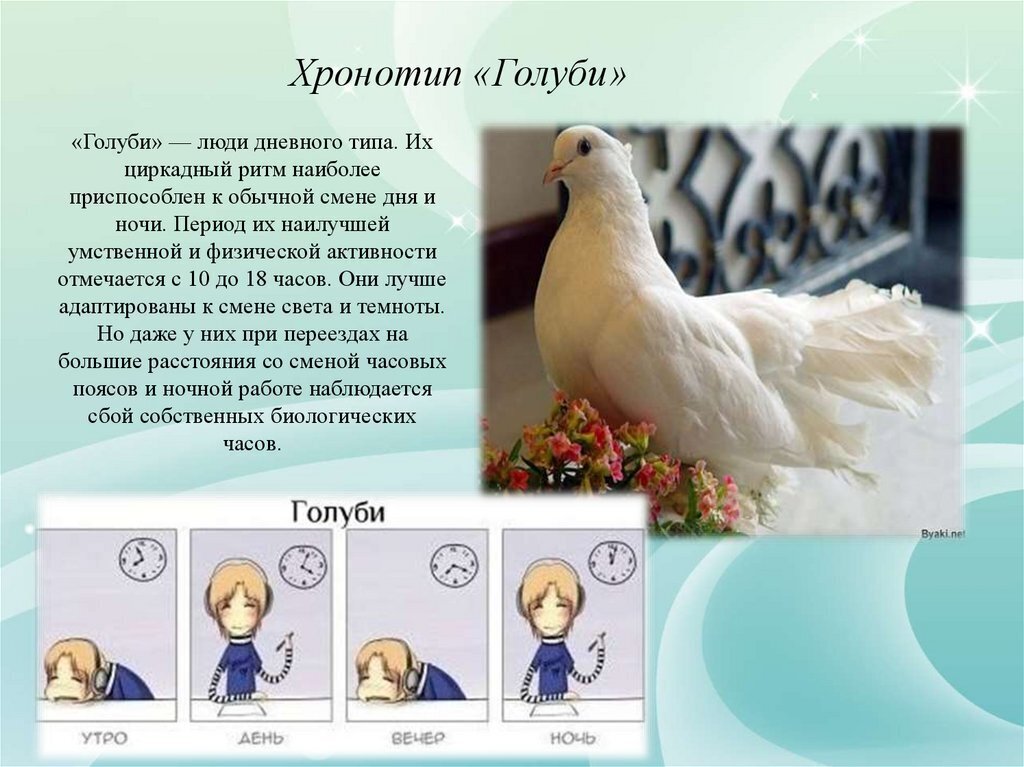 "Жаворонок", "сова" или "голубь" - кто вы? Хотите узнать как ваш хронотип влияет на вашу жизнь?