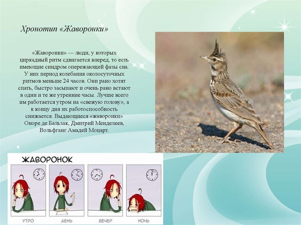 "Жаворонок", "сова" или "голубь" - кто вы? Хотите узнать как ваш хронотип влияет на вашу жизнь?