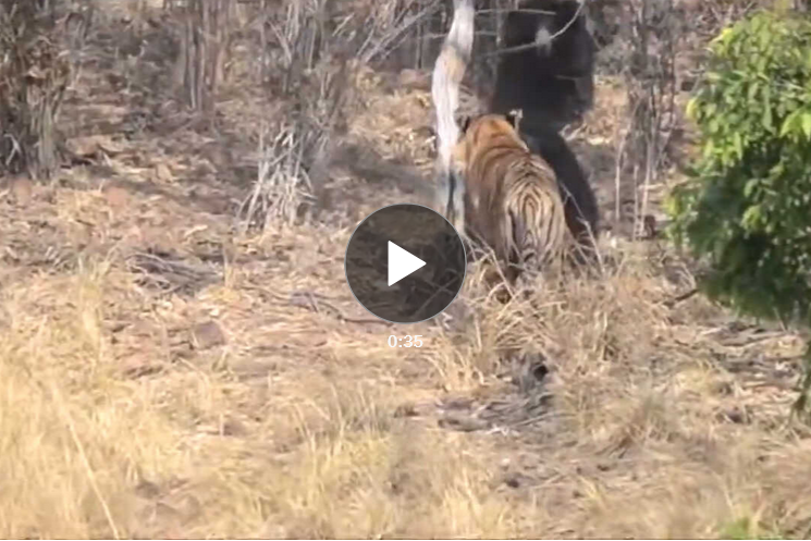 Вот что происходит, когда тигры пытаются подкрасться к маленьким медведям