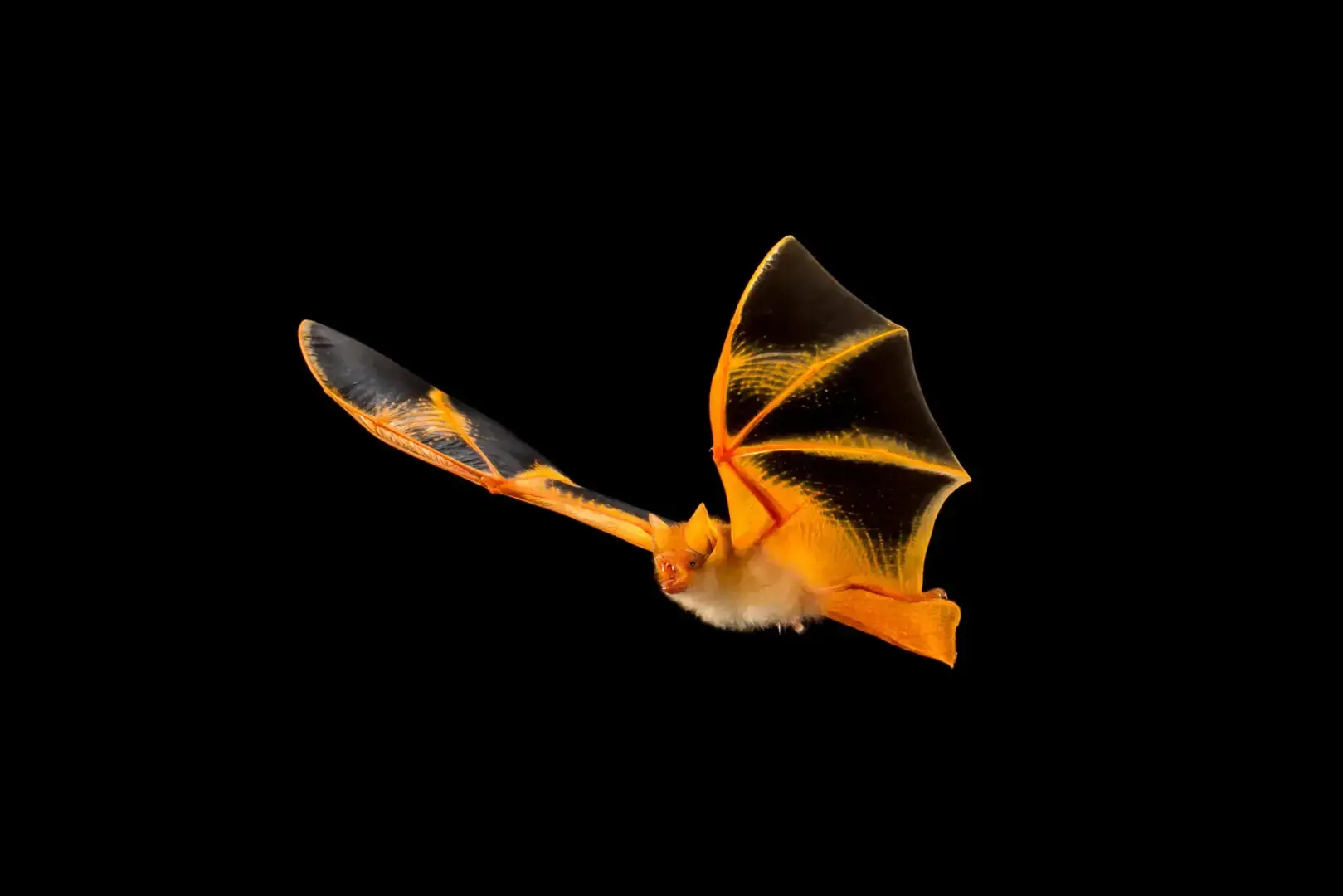 Летучие мыши уже боролись. Теперь они продаются на EBay