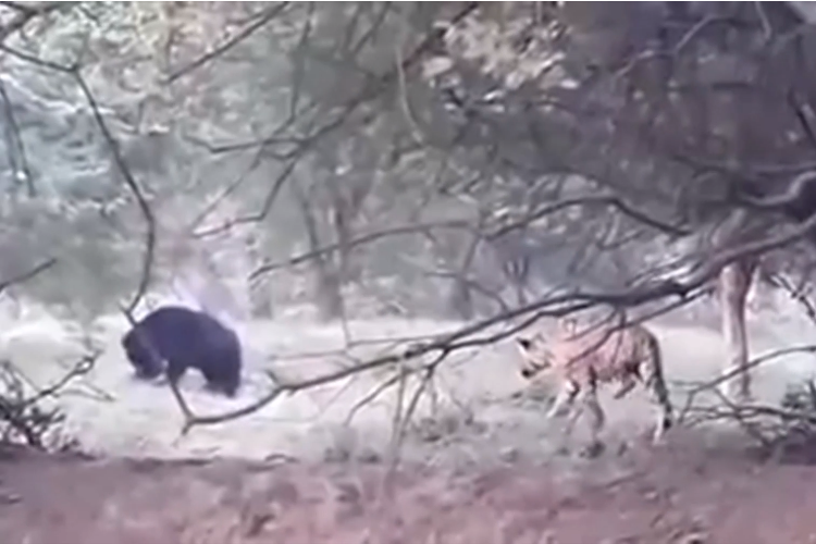 Вот что происходит, когда тигры пытаются подкрасться к маленьким медведям