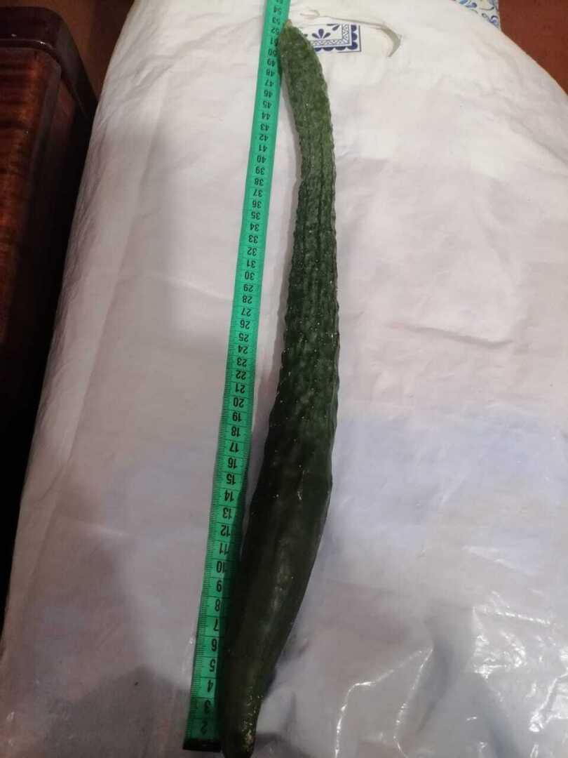 Огурец больше половины метра однако!