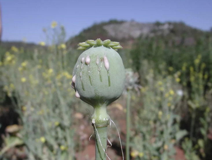 Мак на даче – разрешен или нет?