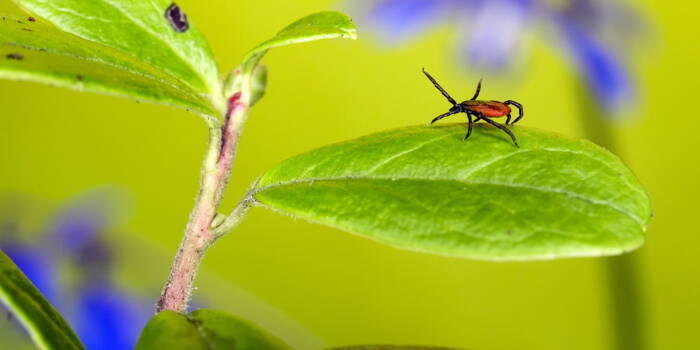 Как удалить клеща у кошки?