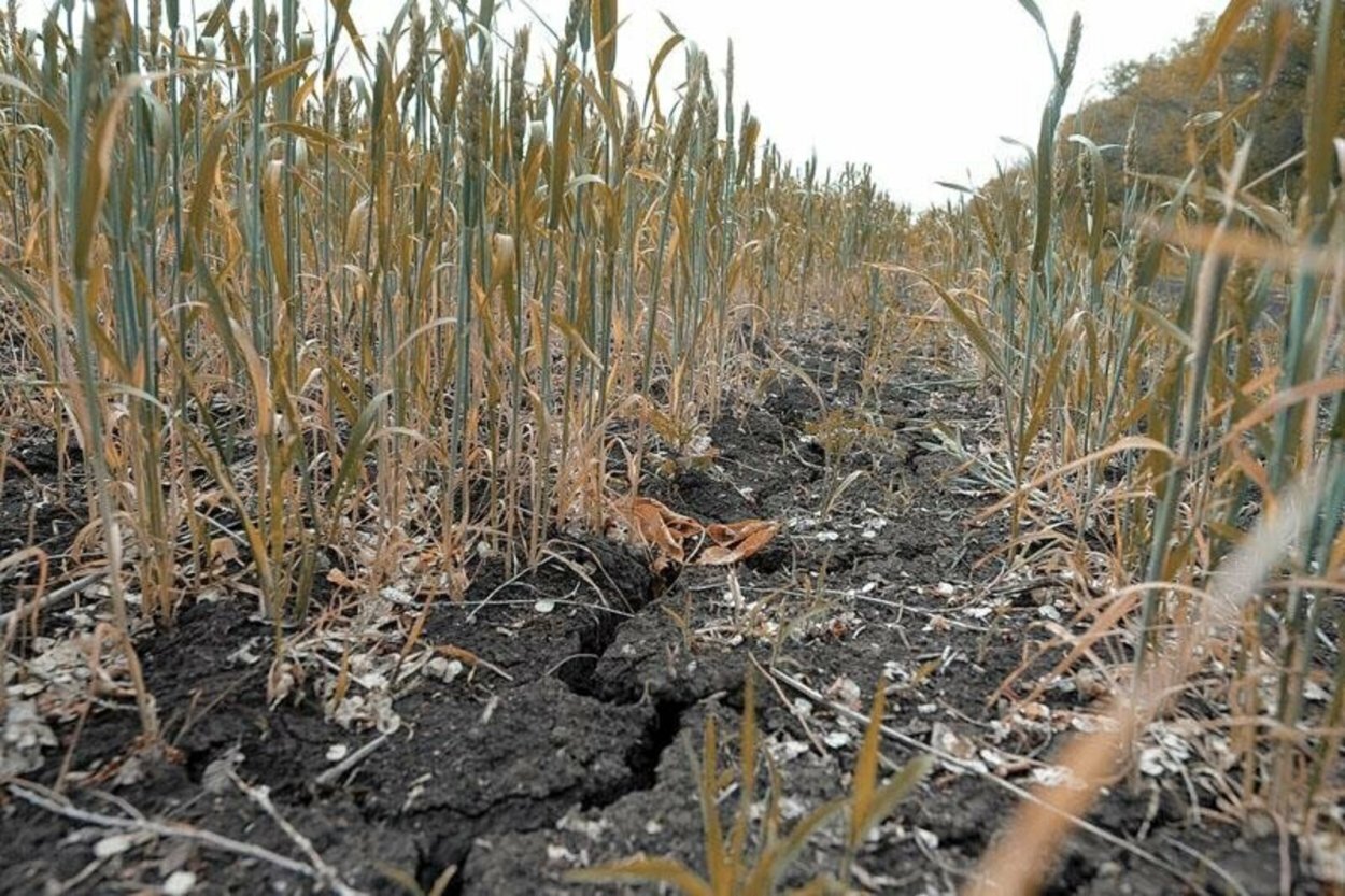 Весенние заморозки нанесли Ростовской области ущерб в 5 млрд рублей, уничтожив миллион гектаров посевов