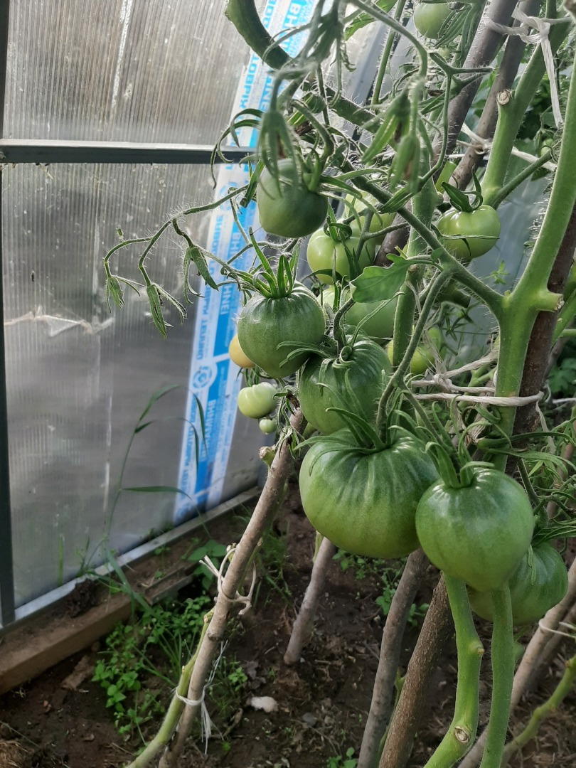 Мой урожай – 2024: что удалось вырастить на своем земельном участке. Выводы и результаты от автора