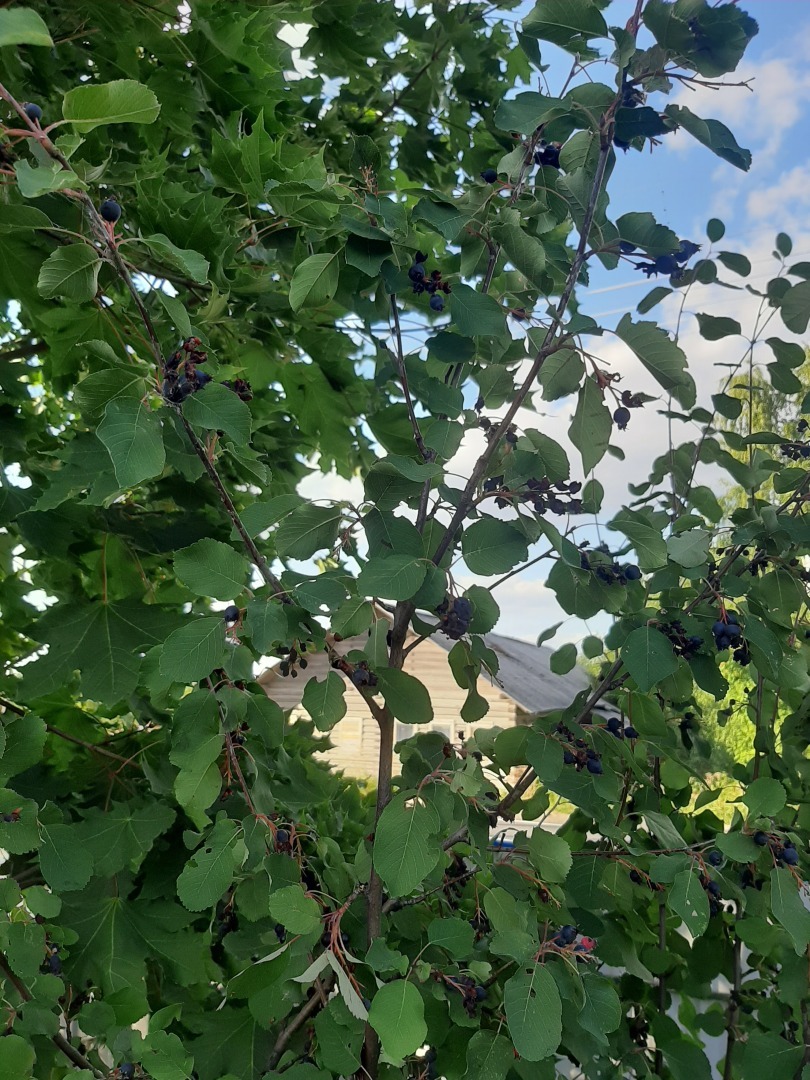 Мой урожай – 2024: что удалось вырастить на своем земельном участке. Выводы и результаты от автора