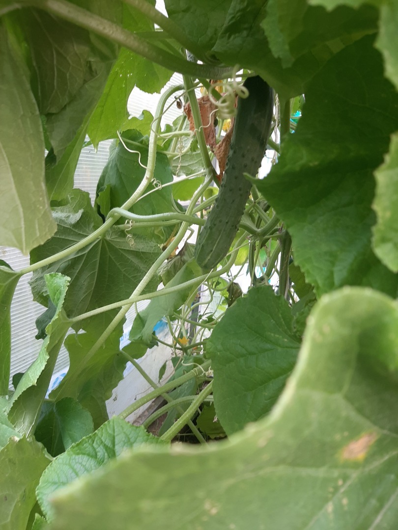 Мой урожай – 2024: что удалось вырастить на своем земельном участке. Выводы и результаты от автора