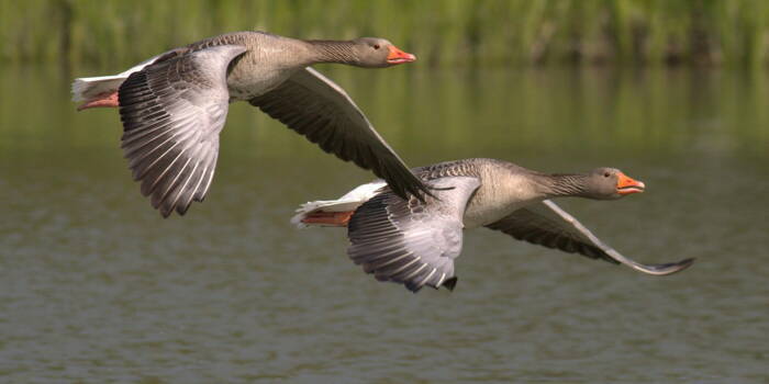 Перелетные птицы, которые преодолевают самые большие расстояния