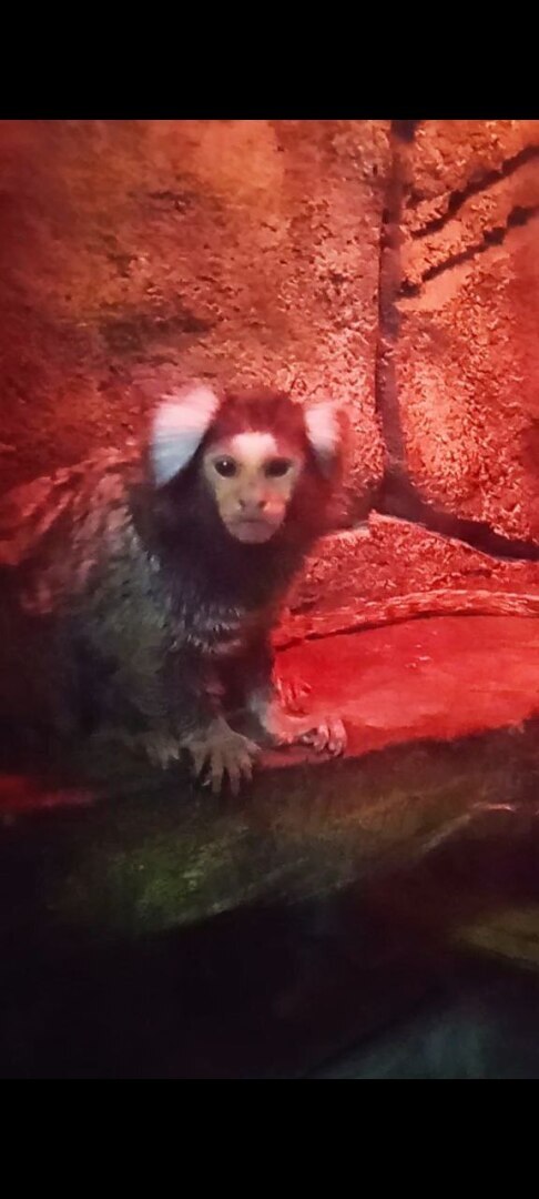 Наша увлекательная прогулка по зоопарку в селе Придорожное (ДНР)! Отвлеклись от шума и суеты! Мы в восторге!