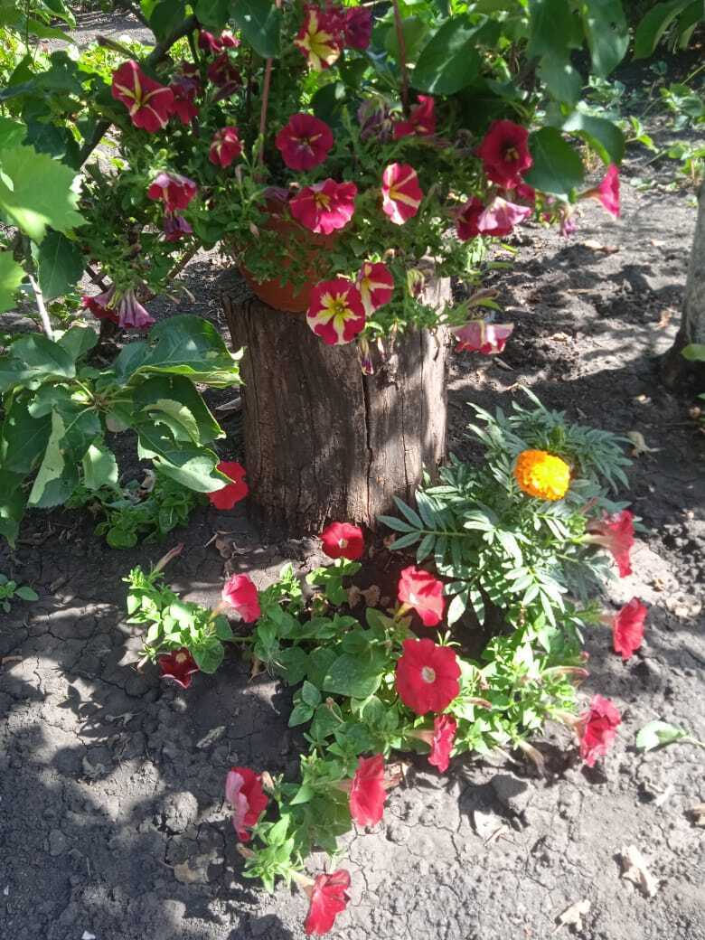 Из трухлявого пня в красивую цветочную композицию: мой опыт декорации цветами старых пней