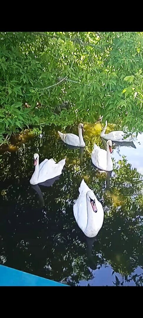 Наша увлекательная прогулка по зоопарку в селе Придорожное (ДНР)! Отвлеклись от шума и суеты! Мы в восторге!