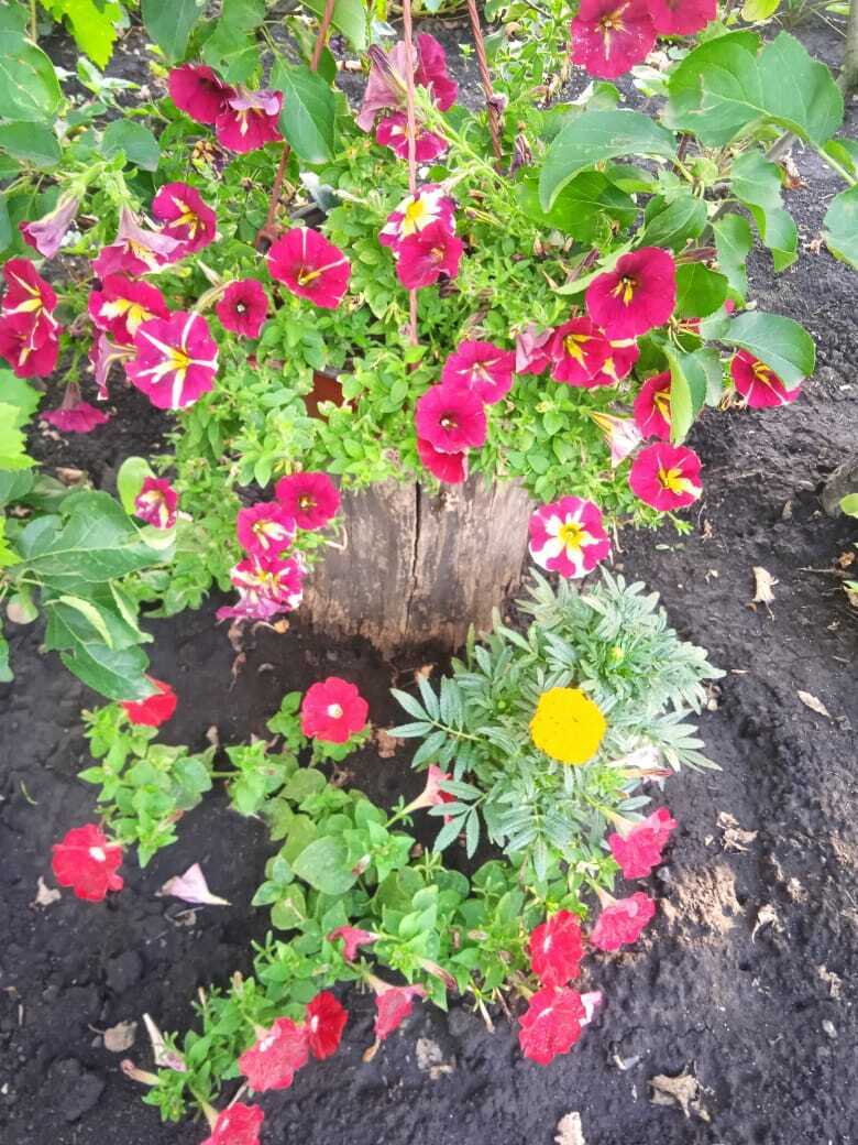 Из трухлявого пня в красивую цветочную композицию: мой опыт декорации цветами старых пней