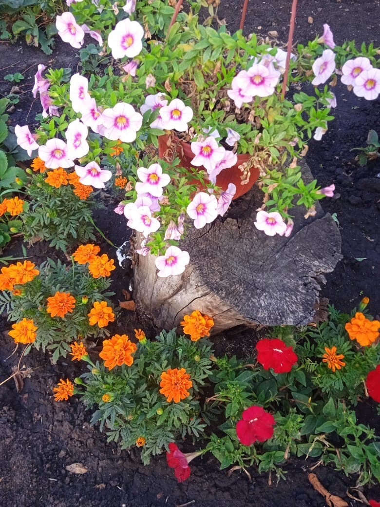 Из трухлявого пня в красивую цветочную композицию: мой опыт декорации цветами старых пней