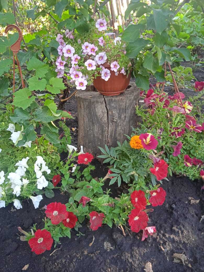 Из трухлявого пня в красивую цветочную композицию: мой опыт декорации цветами старых пней