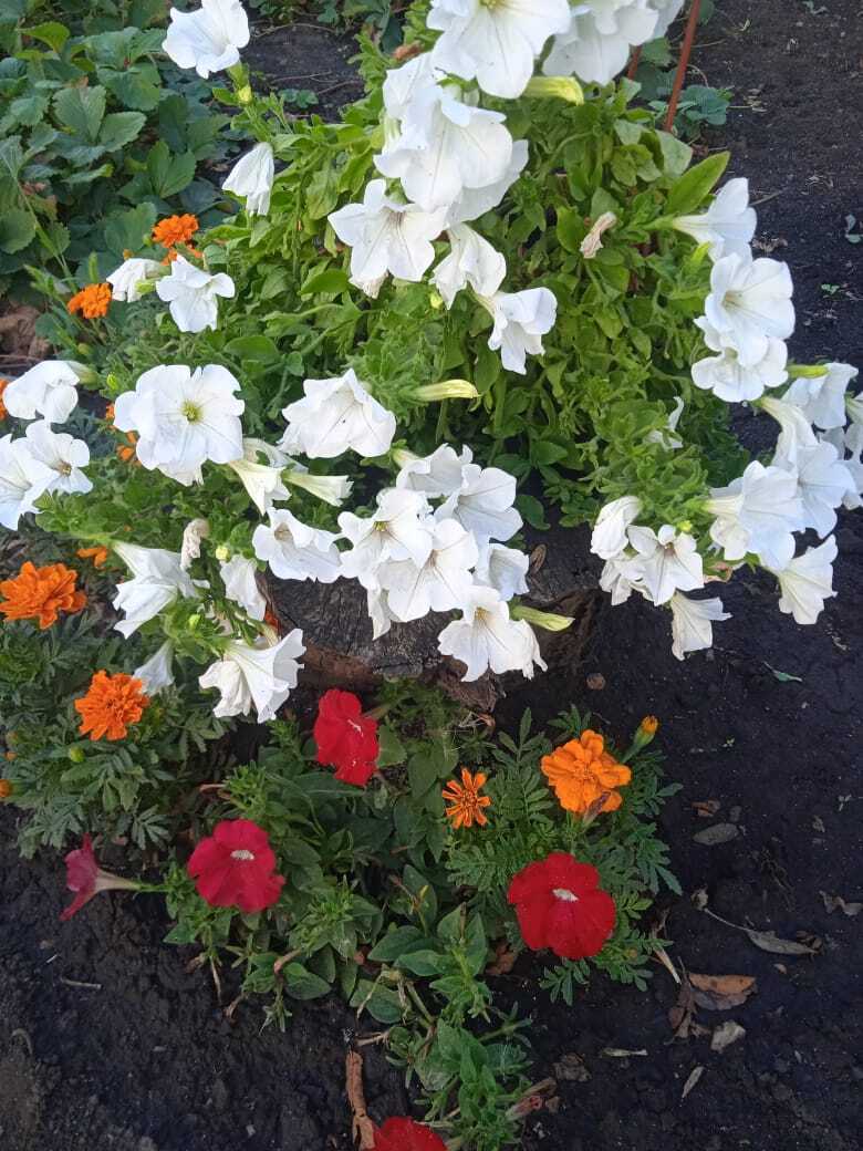 Из трухлявого пня в красивую цветочную композицию: мой опыт декорации цветами старых пней