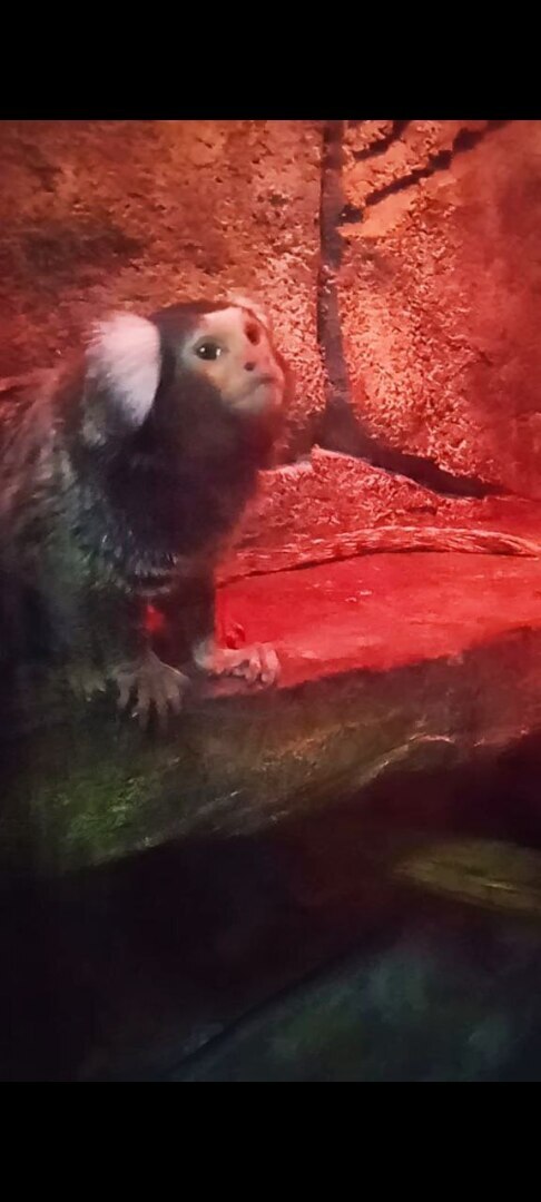 Наша увлекательная прогулка по зоопарку в селе Придорожное (ДНР)! Отвлеклись от шума и суеты! Мы в восторге!