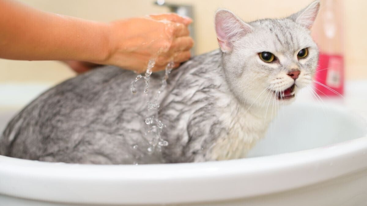 Укрощение диких вод: искусство купать кошек без истерик