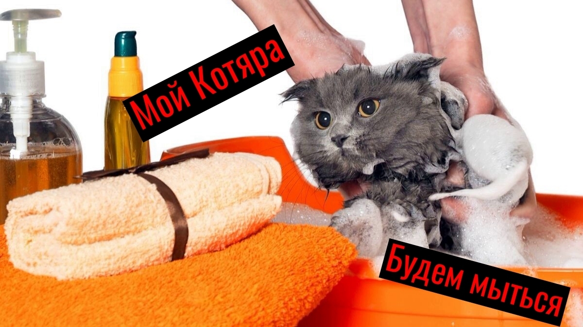 Укрощение диких вод: искусство купать кошек без истерик
