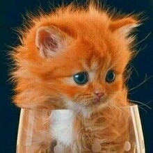 PUPKOVA YULIA, г. Екатеринбург