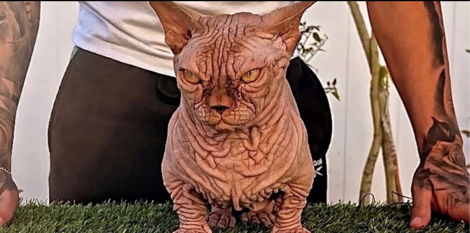 Самый уродливый кот в мире