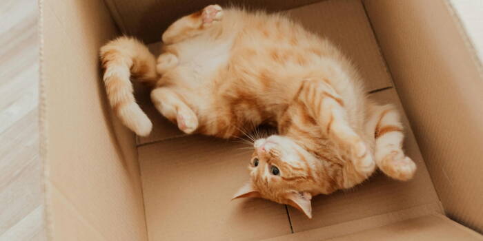Почему кошки так любят коробки?