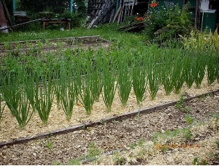 Опилки: сокровище для садоводов и огородников