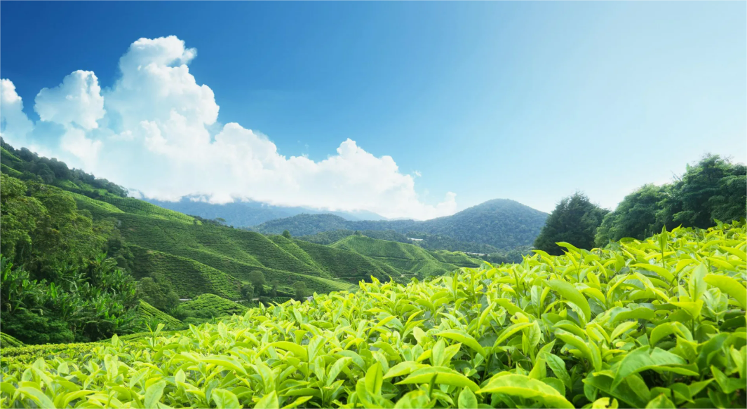 💥💥💥 В известных марках чая нашли токсичные вещества! В каких сетях продают и кто нарушил нормы Роспотребнадзора?