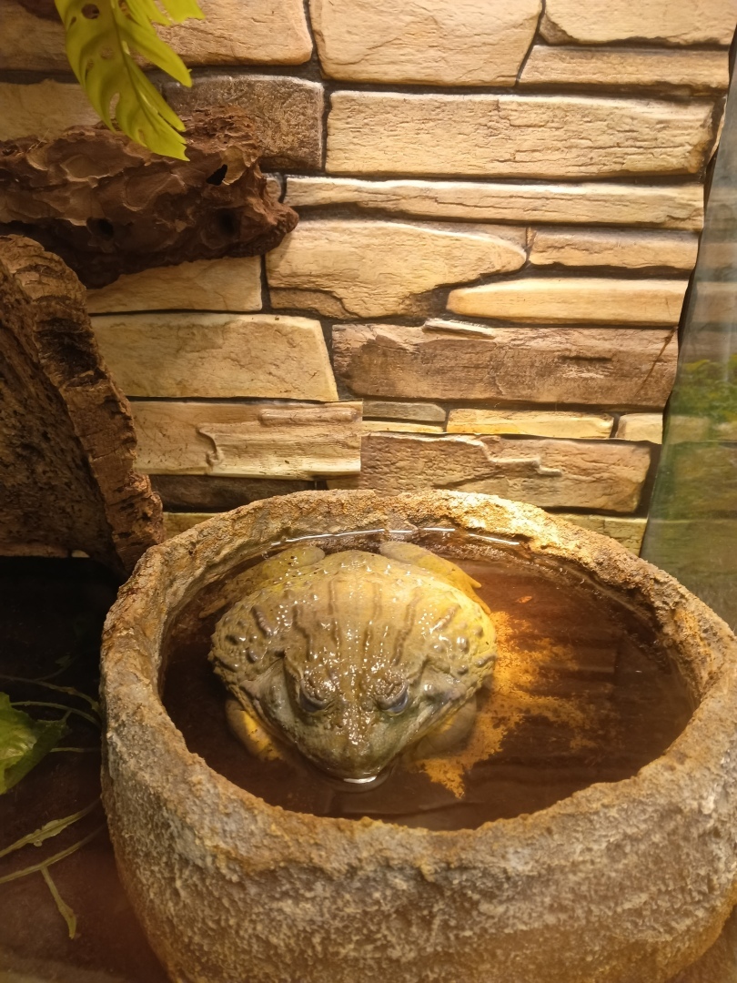 Мам, а меня паук укусит?