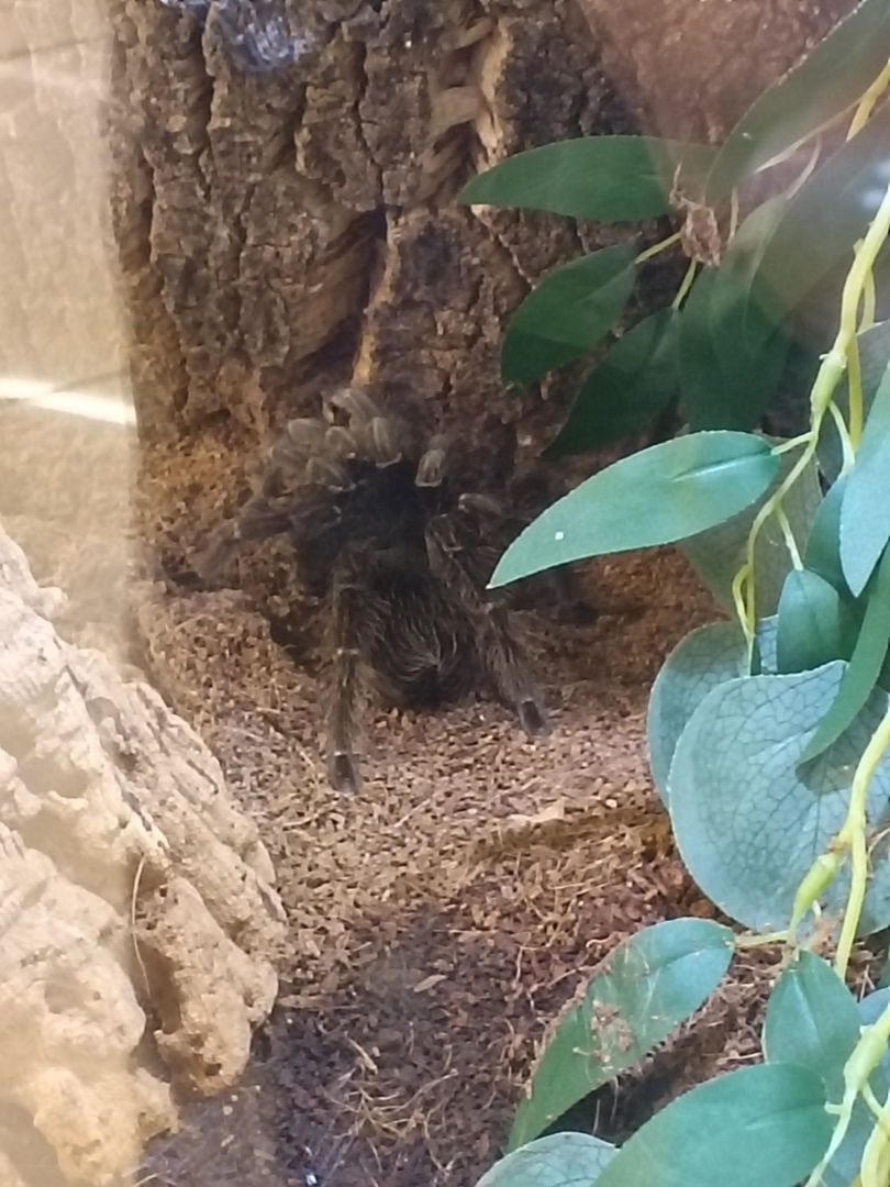 Мам, а меня паук укусит?